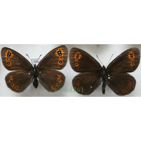 Erebia medusa (Denis & Schiffermüller, 1775) pair Górówka meduza Poland40e